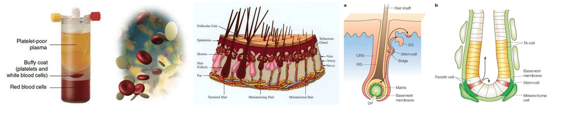 PRP Hair Restoration Therapy at Well Medical Arts in West Seattle